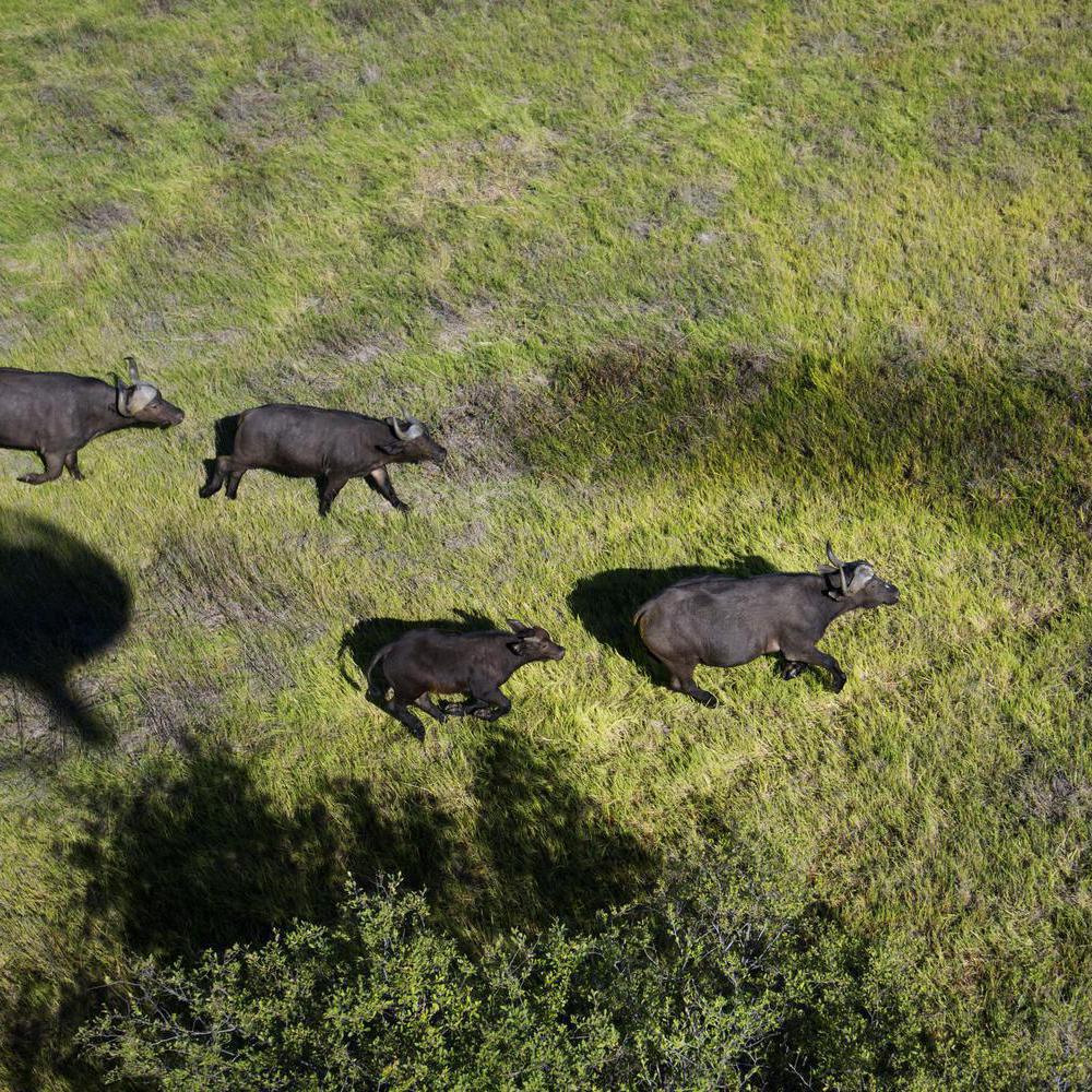 Buffalo from above.