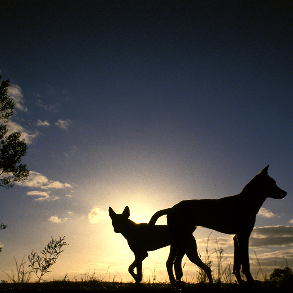 Dingo silhouettes.